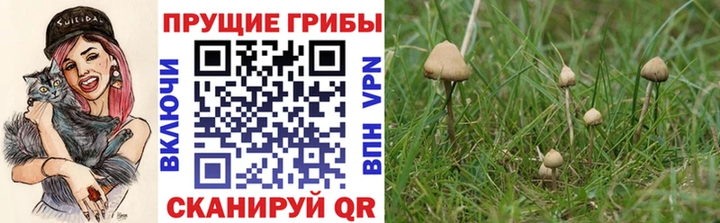 Галлюциногенные грибы Psilocybe  нарко площадка состав  Нижняя Салда  даркнет сайт 